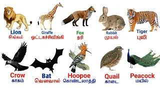 Animals name with pictures english and tamil Original names in tamil and english