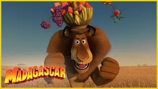 DreamWorks Madagascar en Español Latino | Sorprendido de verme | Madagascar  Escape 2 África