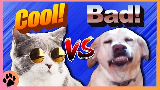 What's Coming in 2024? Cool Cat Bad Dog Returns - Underdogs Podcast #96