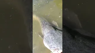 Big FISH 😁 #river #nature #silure #carnassier #humminbird #maine #bigfish #pesca #wels #catfishing