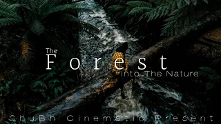The Forest | Cinematic Short film / Into the Nature B-roll | Cinematic video