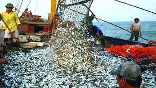 Fishermen drag fish on the beach sea - HUGE NET FISHING AT SEA SHORE #05