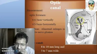 ORBIT ANATOMY PART 2