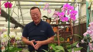 Norman Fang Watering Orchids in Moss 101