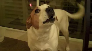 Wolf Howl. My dog pete howling like a wolf.