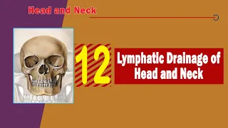 12. Lymphatic drainage of head and neck