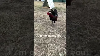 Jack Terrier Puppy VS Rooster