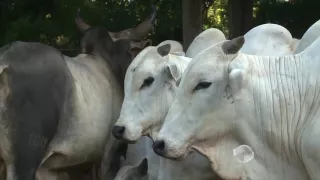 Fazenda Oiticica vai realizar seu décimo nono leilão; veja