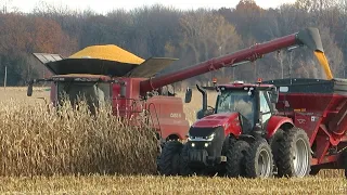 Corn Harvest 2023 | Case IH 8250 and 8230 Axial-Flow  Combines Harvesting Corn | Ontario, Canada