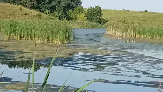 Браконьер застрял в тине