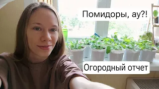 Огородные истории | Что выросло к маю? Помидоры, арбуз-гигант, петуния, и тд