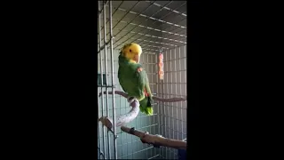 Apollo the double yellow-headed Amazon parrot