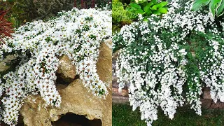 Miracle flower! Fragrant foam of flowers until November