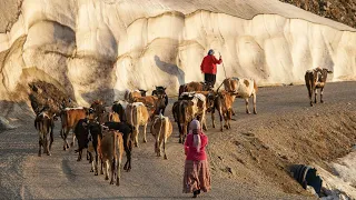 Migration of Yaylacı Brothers with Cows | Documentary ▫️4K▫️