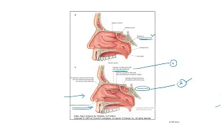 LATERAL WALL OF THE NOSE / CONCHAE / MEATUS / OPENINGS OF PARANASAL AIR SINUSES / BLOOD SUPPLY