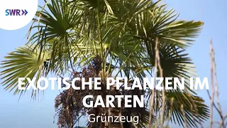 Kakteen und Palmen - Exoten im Garten | SWR Grünzeug