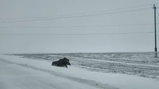 Лоси на дороге. Будьте осторожны!