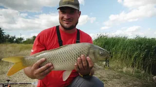 ЛОВЛЯ КОРОПА НА ФЛЕТ ФІДЕР - КАРПФІШИНГ НА ДИКАРЯХ!  #рыбалка #fishing #фидер #карп #fyp