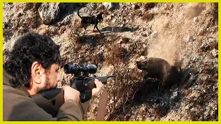 BEST WILD BOAR HUNTS ADVENTURE | CHASSE AU SANGLİER (WILD BOAR ATTACK!!!)