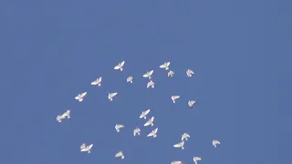полёт Будапештских высоколётных голубей 20 03 2021г
