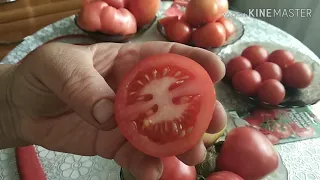 4 часть.Дегустация и обзор томатов в разрезе.