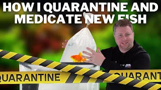 How I Quarantine and Medicate New Fish - My Routine for New Fish