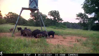 TEXAS FERAL HOGS - GAME CAM PART 1