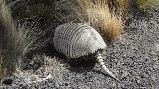 Especies nativas: Piche patagónico