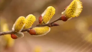 Чайковский "Весна"