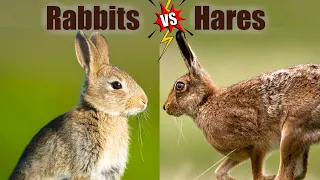 Rabbits VS Hares: The Differences!