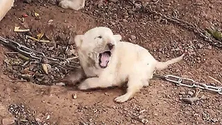 A puppy is bitten by mother dog,it crying out in pain,dog owner ignored and refused to sell it to me