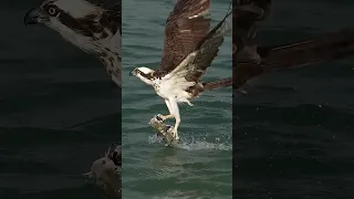 Crazy Osprey grabs huge catfish and takes to the skies. Glad I’m not a fish!