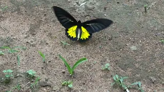 southern birdwing butterfly