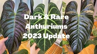 Rare and Dark Anthurium Plant Growth [Update 2023]