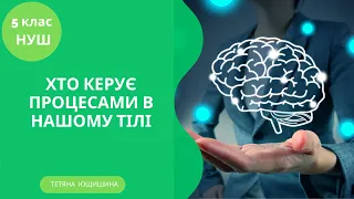 Урок 58. Хто керує процесами в нашому тілі. 5 клас. НУШ