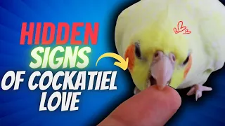 10 SECRETS SIGNS Your Cockatiel LOVES YOU But You Don't know