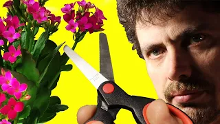 How to prune Kalanchoe after flowering [English subtitles] 🔴 Pruning Flaming Katy (Blossfeldiana)