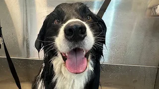 Grooming A Border Collie II Full Video