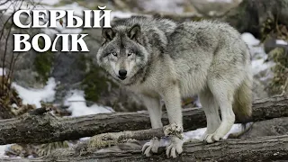 Gray Wolf: Lord of Shadows | Interesting facts about wolves