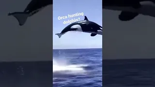 An orca hunting a dolphin