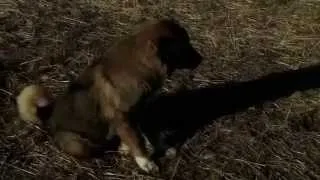 Documentary of Caucasian shepherd dog