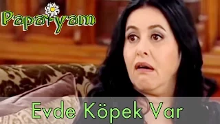 Papatyam 20.Bölüm - Necati Eve Köpek Getiriyor