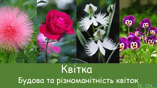 Будова квітки