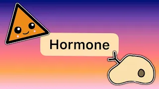 Was sind HORMONE? - Das Endokrine System