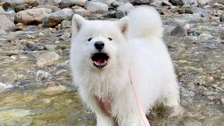 My dog goes to creek for the first time and got mad for taking her into water