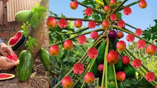 New way to grafting apples with papaya trees 100% successful | How to Graft Papaya