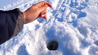 ПОДСЁК, а она НЕ ЗАХОДИТ В ЛУНКУ! Рыбалка в глуши среди затопленного леса! Ловля щуки зимой 2023!