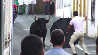 Algumas Imagens Da Tourada São Pedro 2019 - Ilha Terceira - Açores