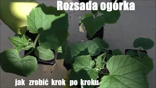 Rozsada ogórka /od nasionka do gotowej sadzonki