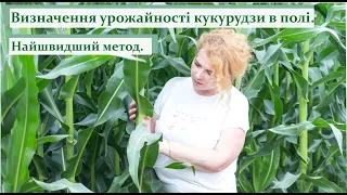 Визначення урожайності кукурудзи в полі. Найшвидший метод. #ГалинаДзябяк